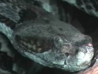 Crotalus Horridus Horridus2.jpg [17 Kb]